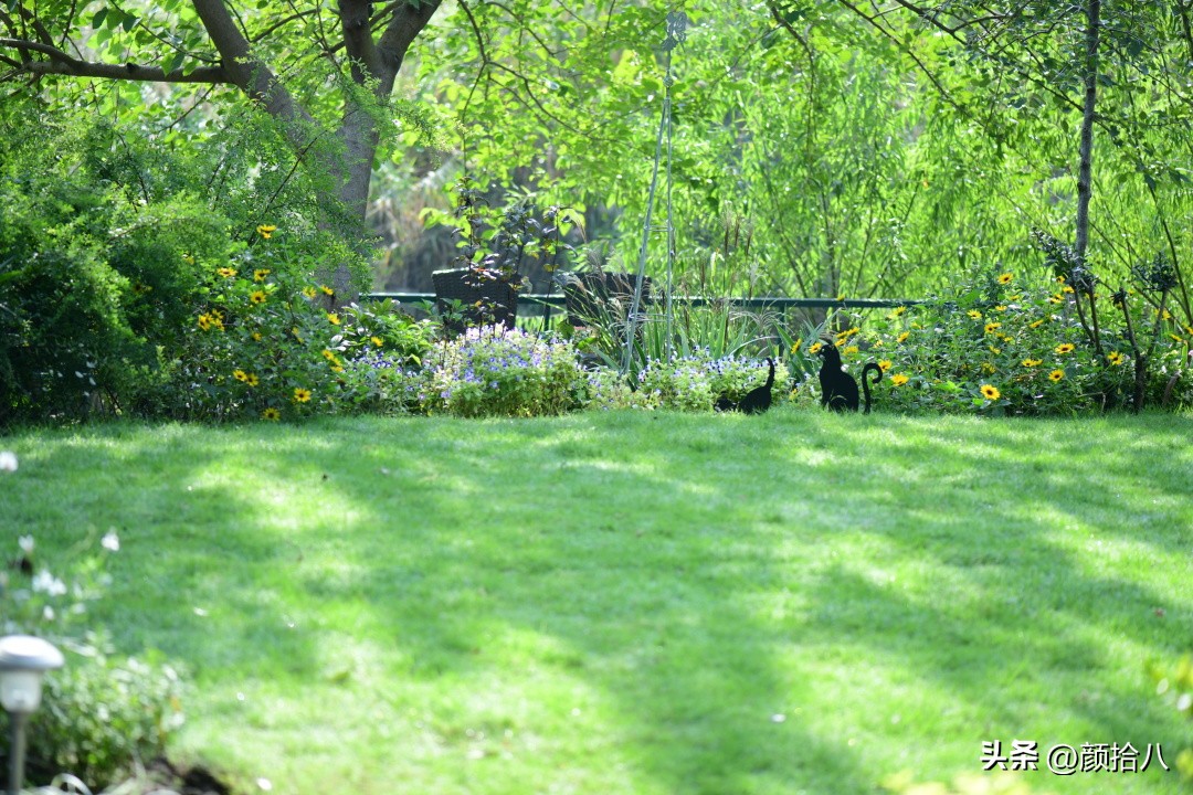 光辉岁月向日葵单朵花能开多少天,光辉岁月向日葵开花效果