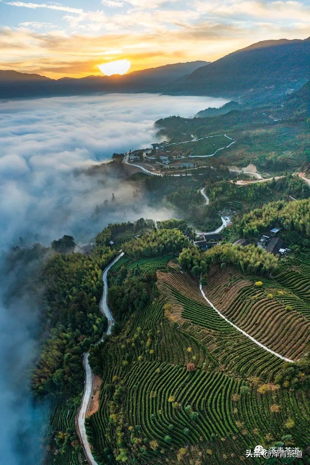 中国茶叶第一产茶大省,陕西中国茶叶第一大省