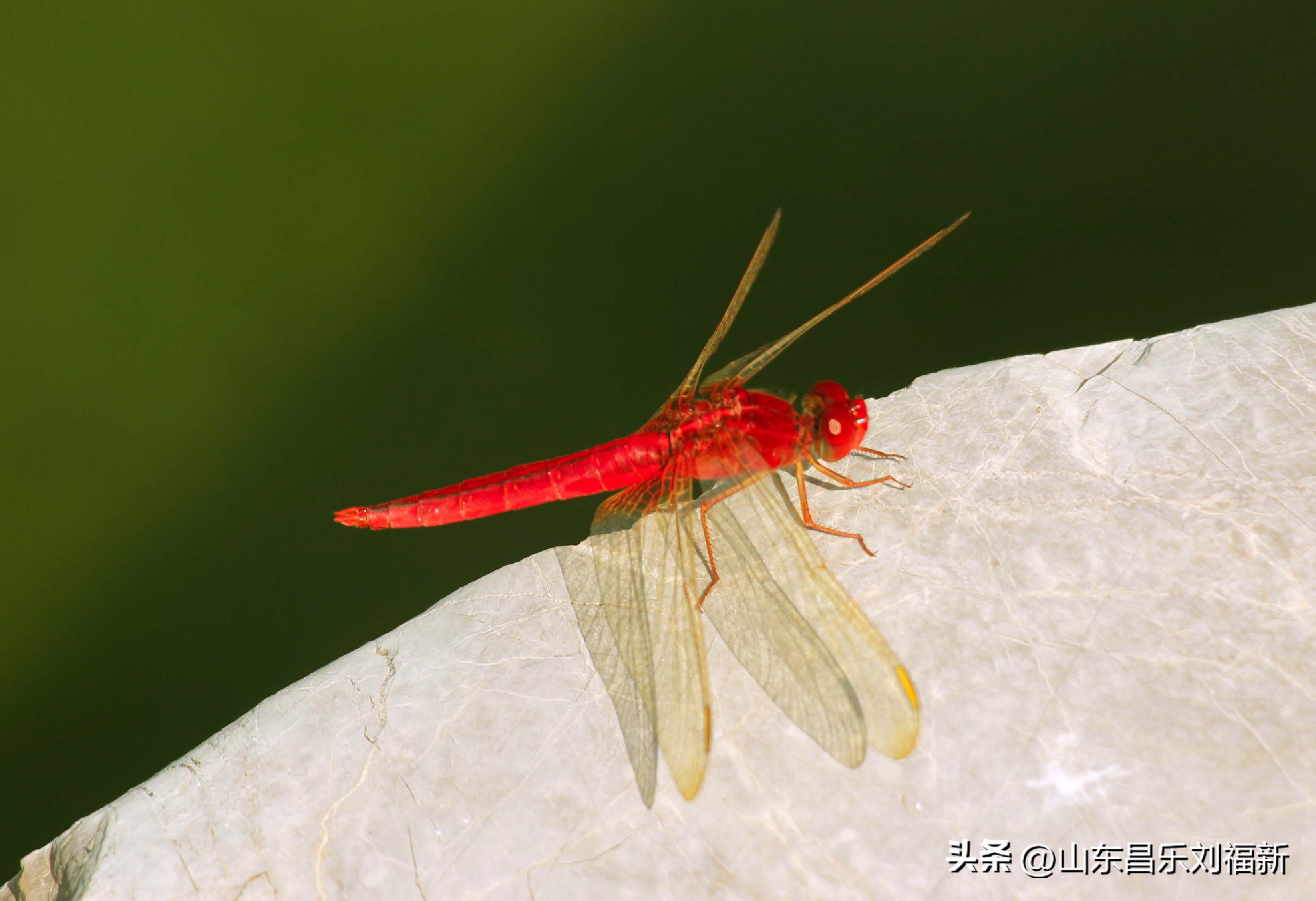 意大利蜻蜓和红蜻蜓,红蜻蜓与台湾红蜻蜓