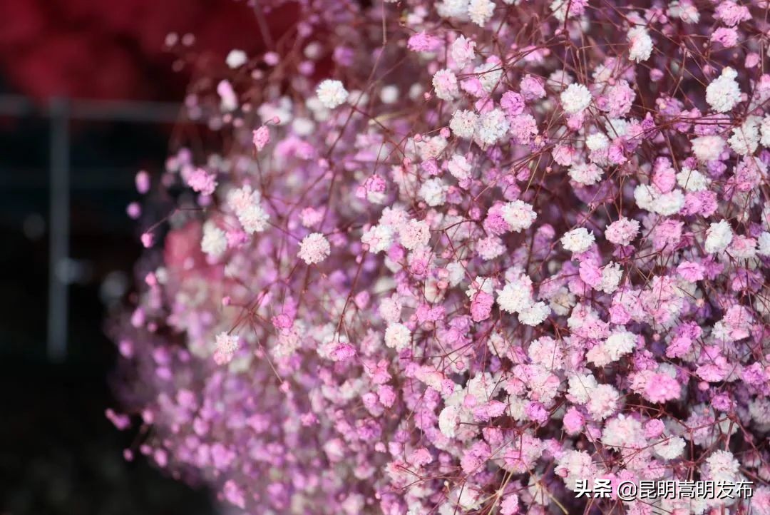 嵩明永生花店 (嵩明永生花)