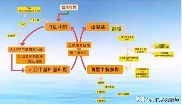 脑梗病人吃叶酸和b12b6起什么作用,老年人预防脑梗如何补充叶酸和b12