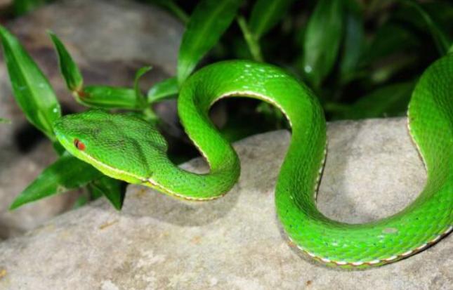 在野外遇到猛兽该怎么自救沙雕,教你在野外遇到鳄鱼怎么应对