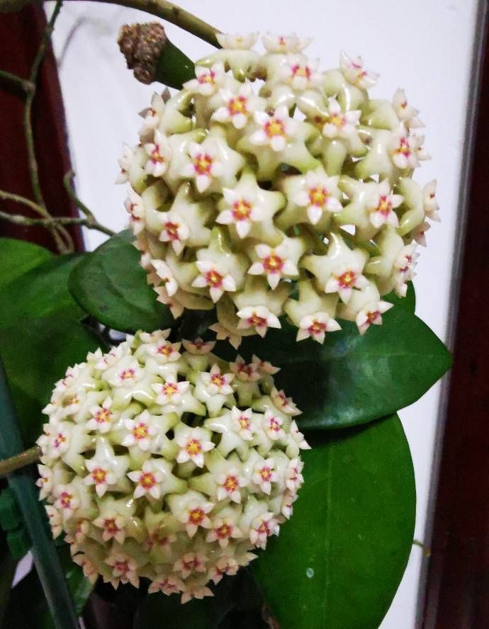 新手养球兰，就选“羊脂玉”，皮实好养，又美又香，而且开花勤奋