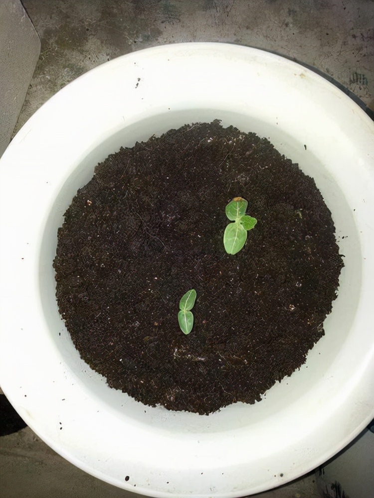 盆栽手捻葫芦种植时间和方法,室内种植手捻葫芦的最佳方法