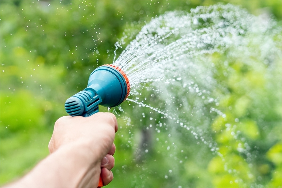 家庭菜园种植芦笋采摘视频,芦笋的家庭种植方法大全