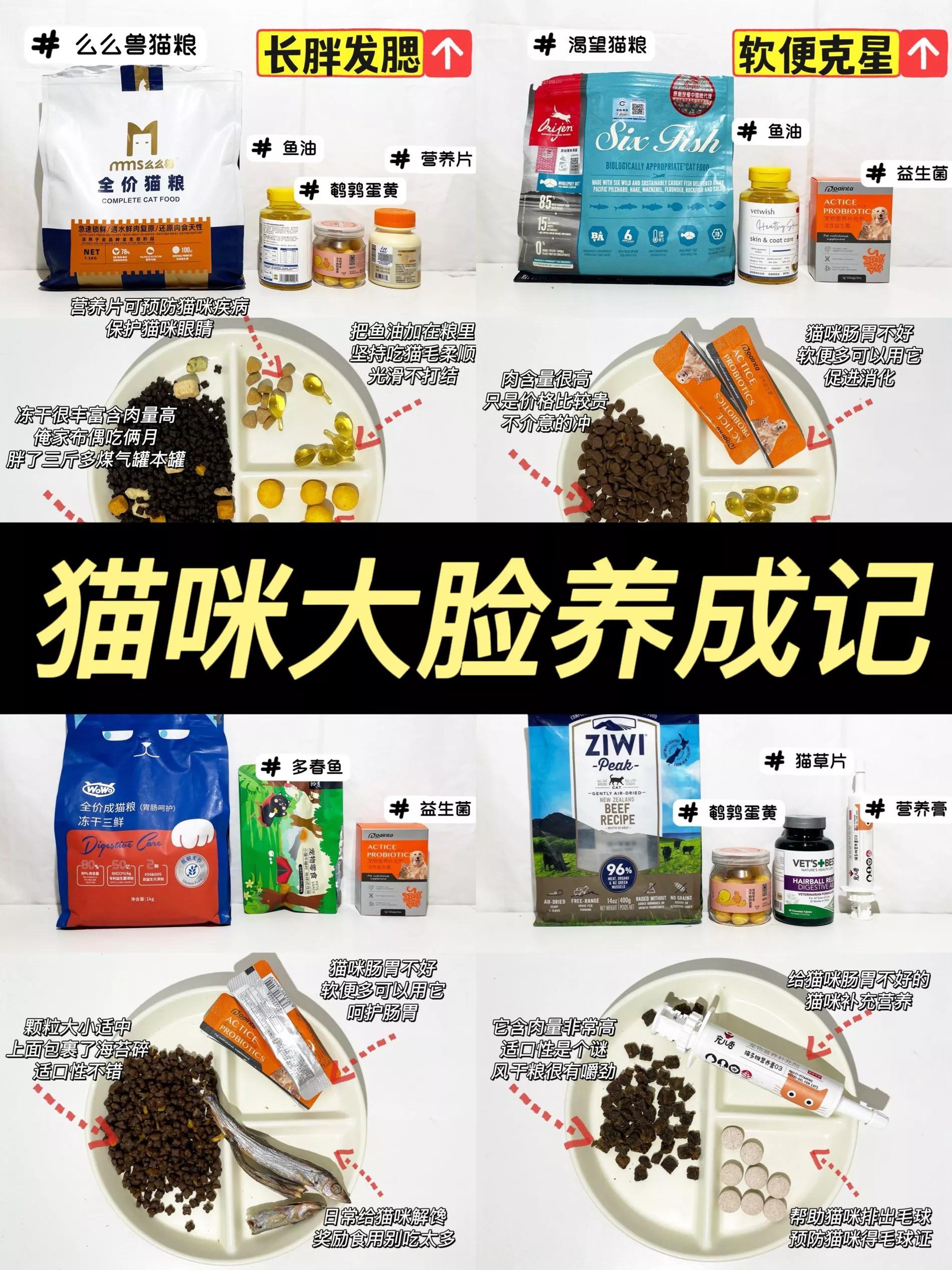 大脸猫最好吃的做法,如何养出大肥猫