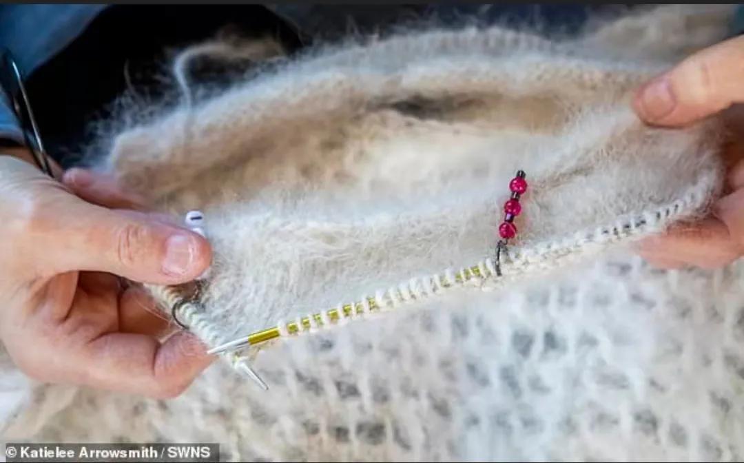 萨摩耶冬天围巾,萨摩耶洗完澡掉毛严重的原因