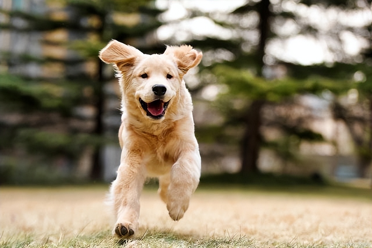 怎样用诱导剂训练狗狗定点上厕所,怎么教狗狗上厕所定点大小便