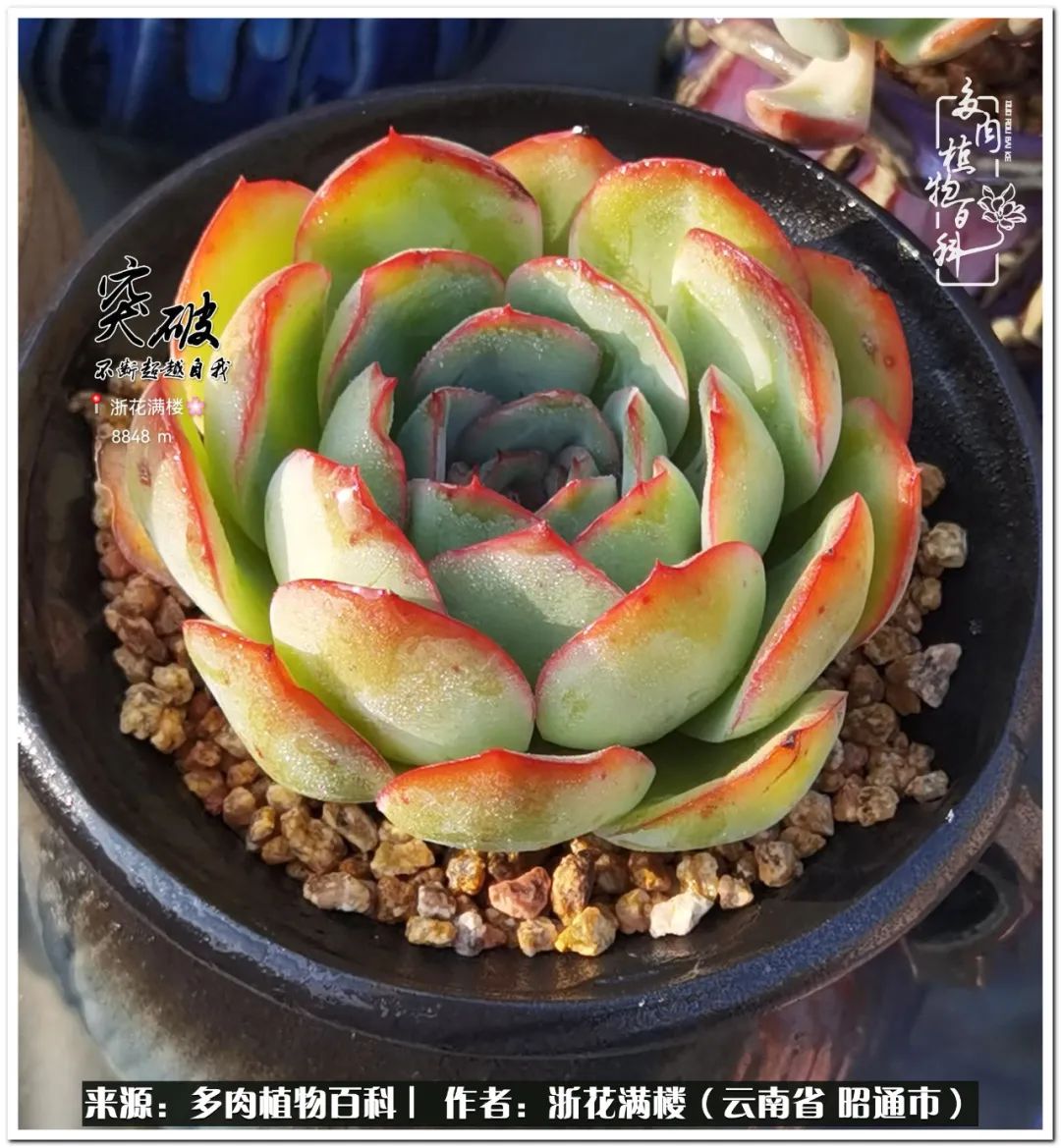 奔跑吧跑步,奔跑吧多肉盆栽