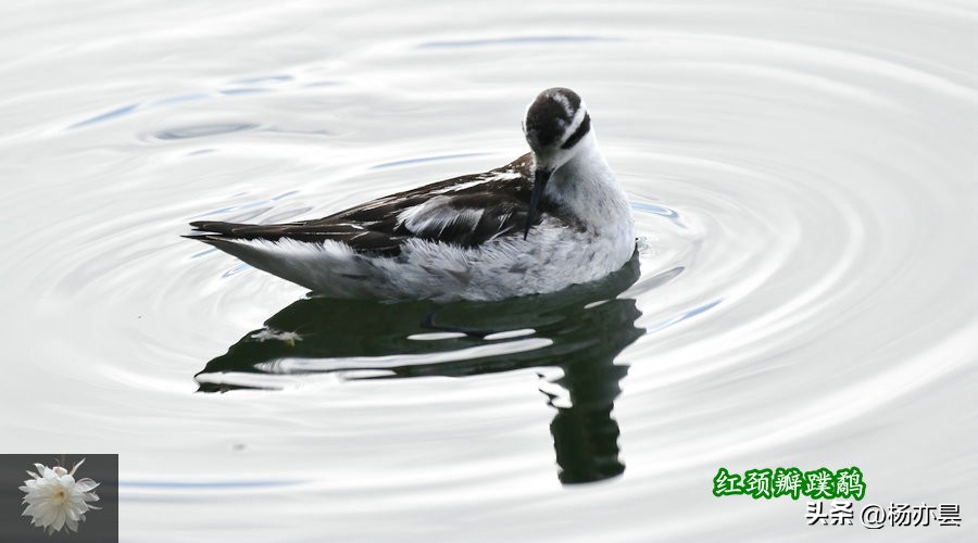 红颈瓣蹼鹬声音,红颈瓣蹼鹬