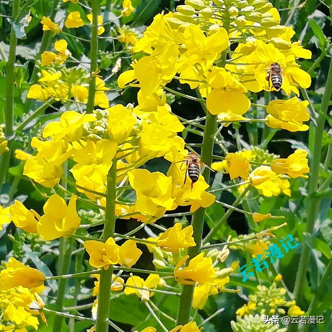田园春色原创,春天田园春色