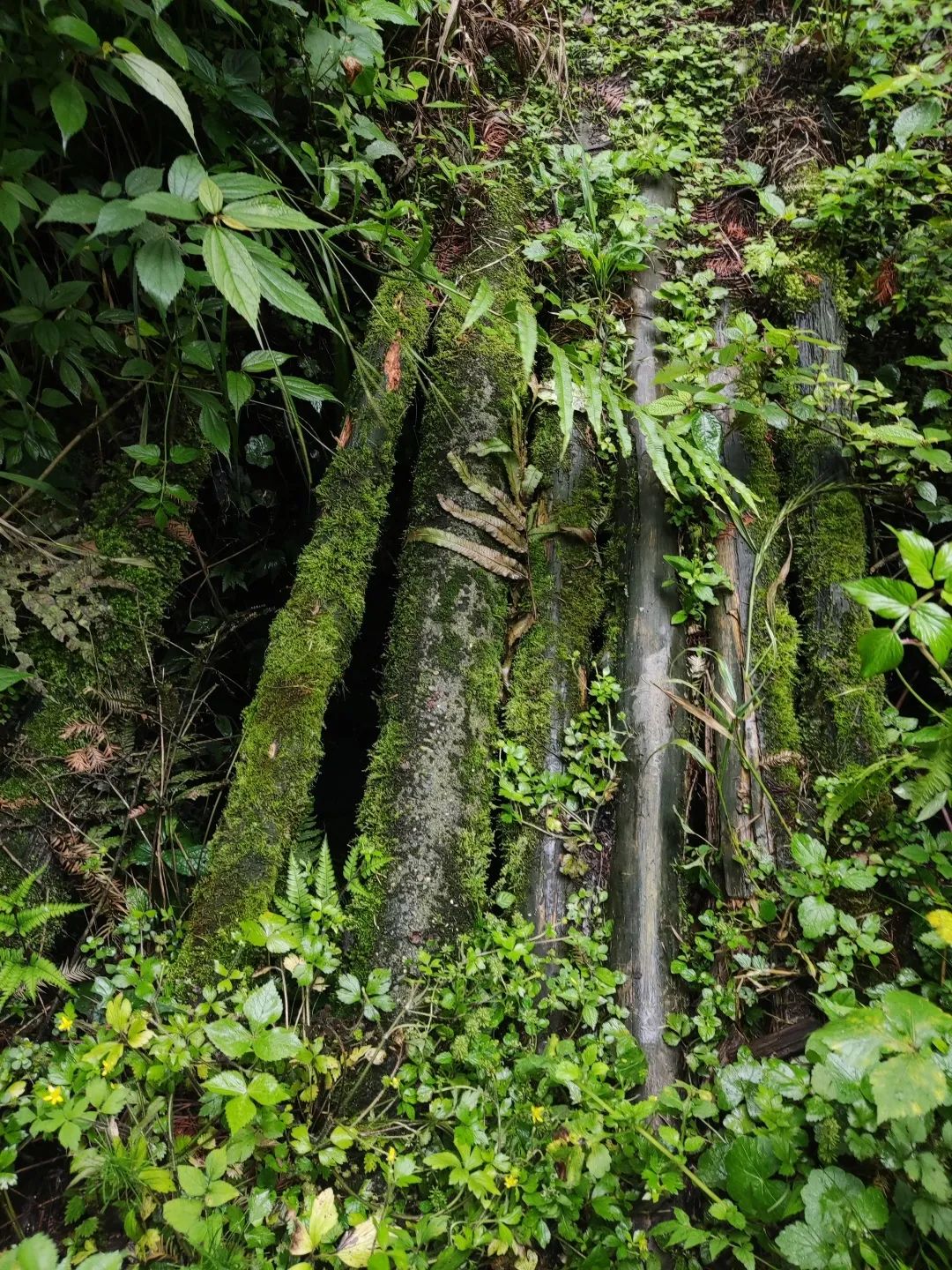 崇州山里新发现的天然景区,崇州的田园风光