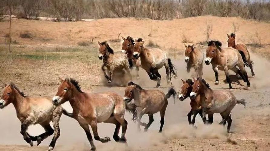 武威荒漠动物园,武威荒漠野生动物园通票