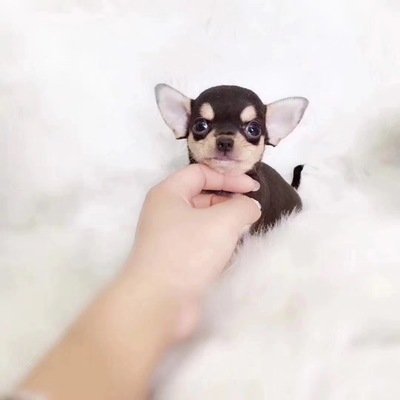 西藏有哪些世界名犬,世界十大名犬排行榜