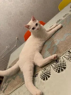 猫咪除了公母，居然还隐藏其他性别!?