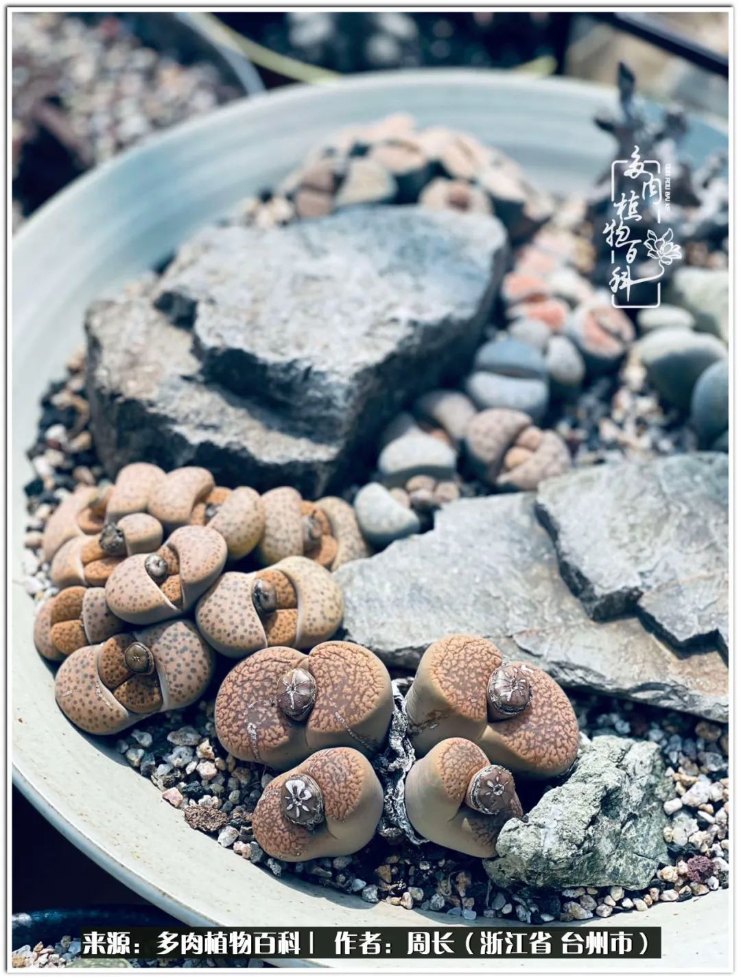 多肉拼盘新手入门,多肉拼盘说说