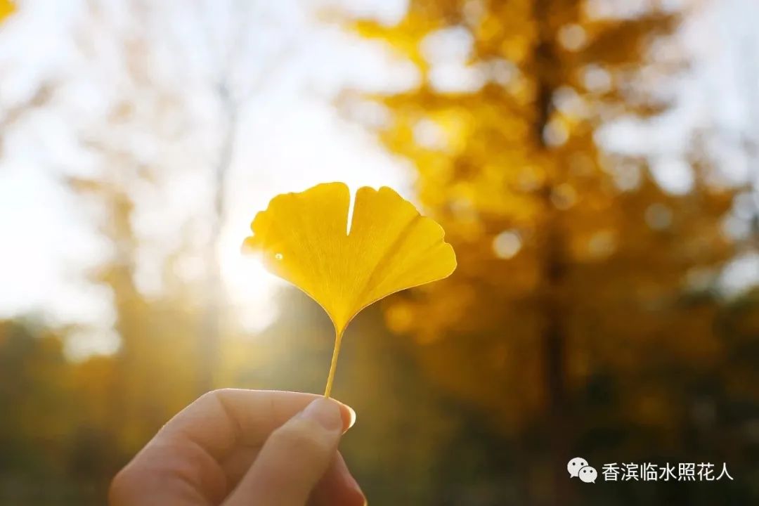 「奋斗成就梦想—初中作文」梁宇彤《美食，让生活更美好》（19）