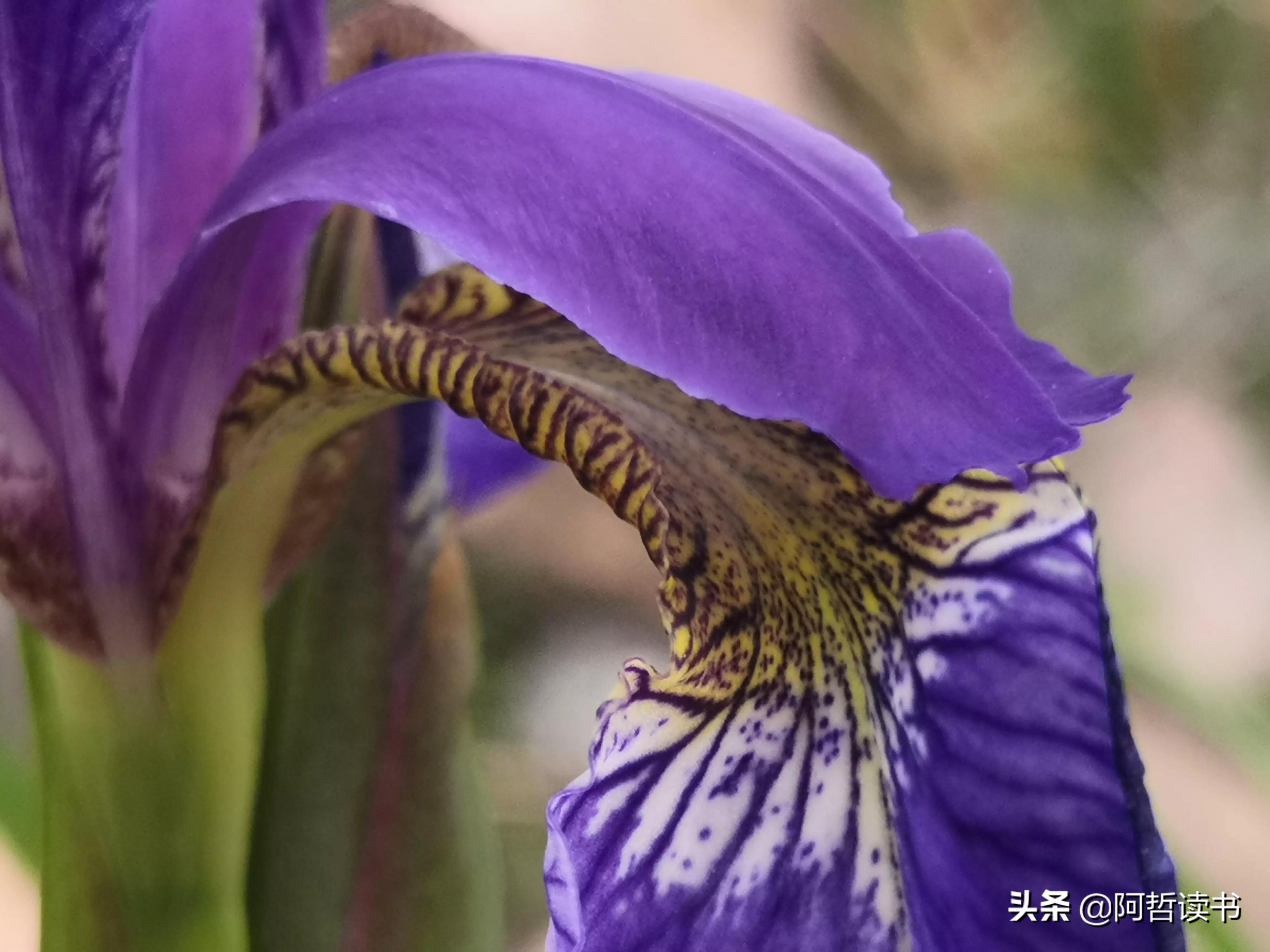 婀娜多姿鸢尾花,鸢尾花婀娜多姿