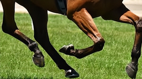 为什么马断了腿必须死,为什么马的腿一旦骨折会死呢