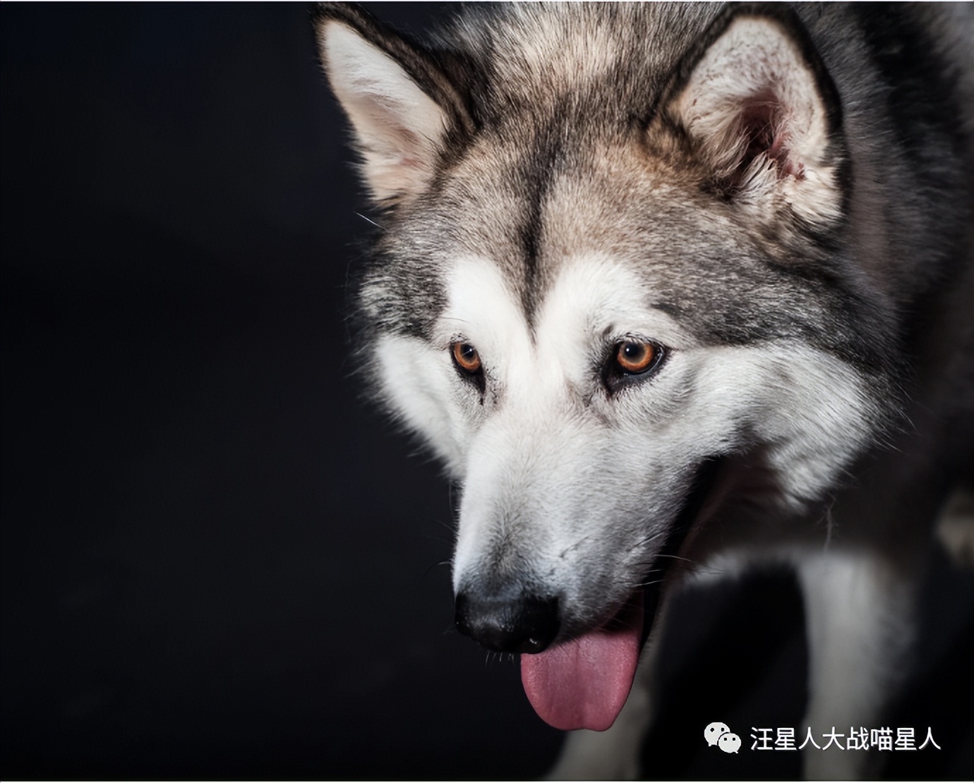 世界上最帅的一个雪橇犬,世界最可爱阿拉斯加巨型犬