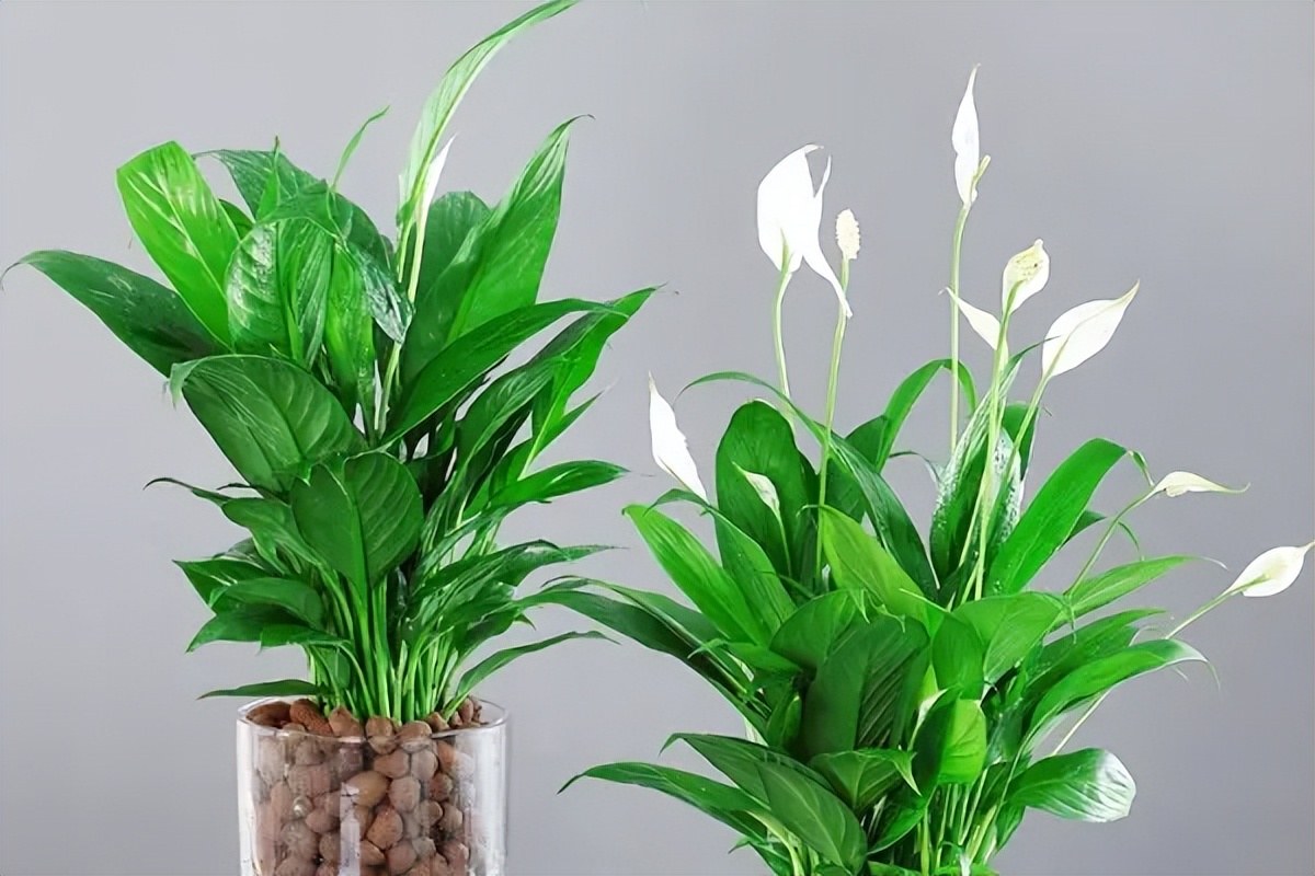 搬家送礼物送什么吉祥,搬家一般适合送什么东西