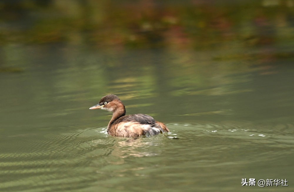 湿地之美惊艳了世界,湿地之美在什么地方