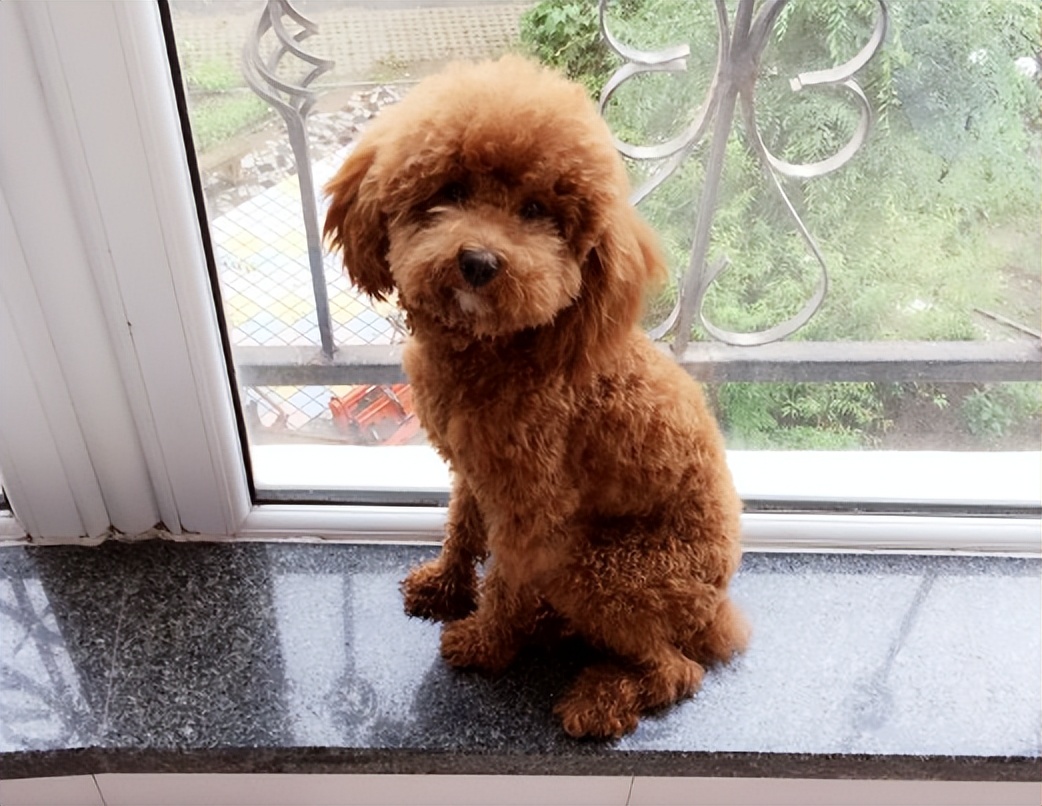 泰迪防止细小的方法,泰迪注意什么不容易生病