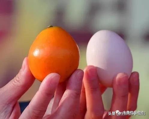 正宗广西融安脆蜜滑皮金桔,融安滑皮金桔和融安脆皮金桔区别