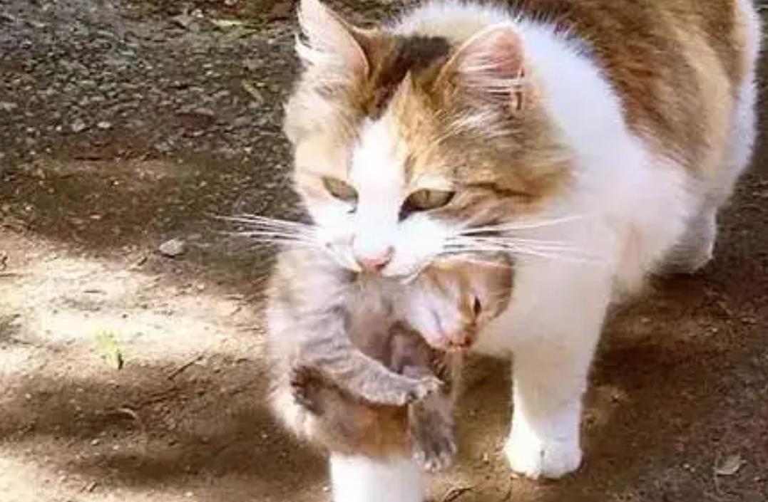 为什么猫咪交配时，公猫要死死咬住母猫的后颈？母猫的声音太凄惨