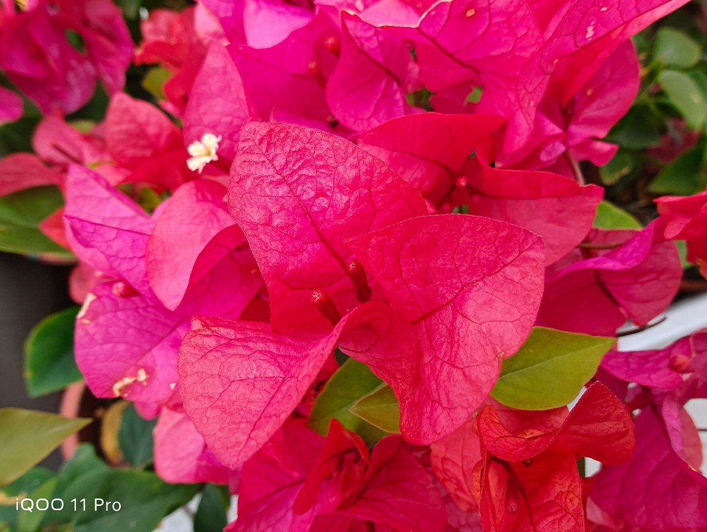 iqoo11pro上手体验,iqoo11pro一个月体验感受