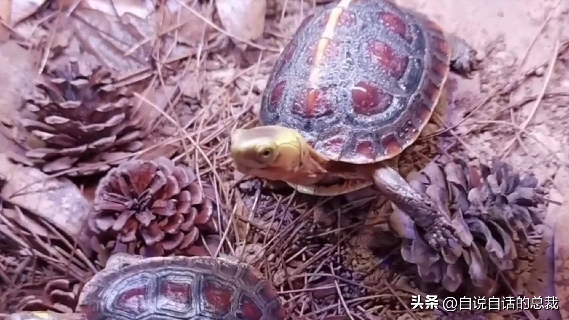 龟蛇大战巨龟视频,罕见别致的龟蛇大战