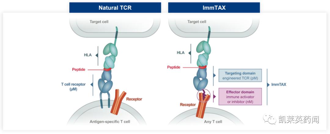 TCR创新药：不止是TCR-T、还有TCR蛋白药