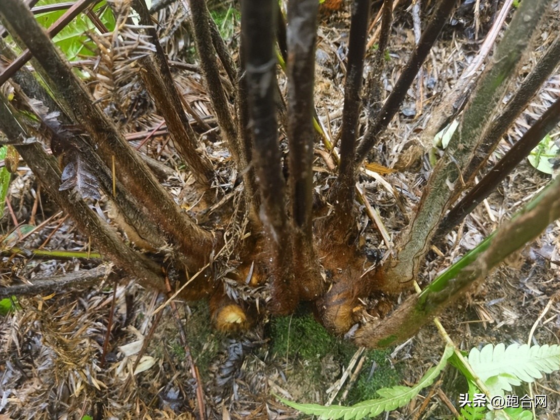 中药材天地网刘红卫最新动态,中药材价格持续大涨对药企的影响