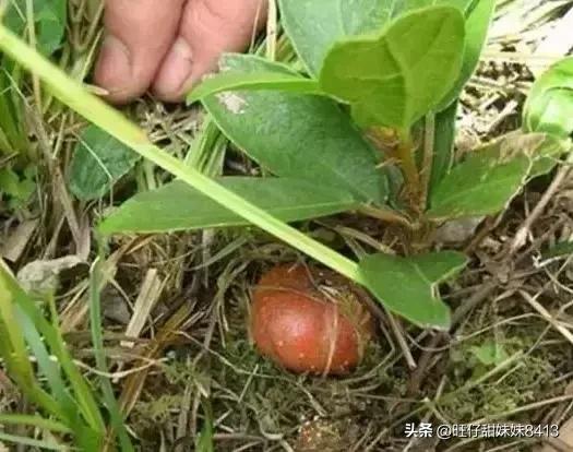 农村消失的水果,农村才能吃到的十种水果