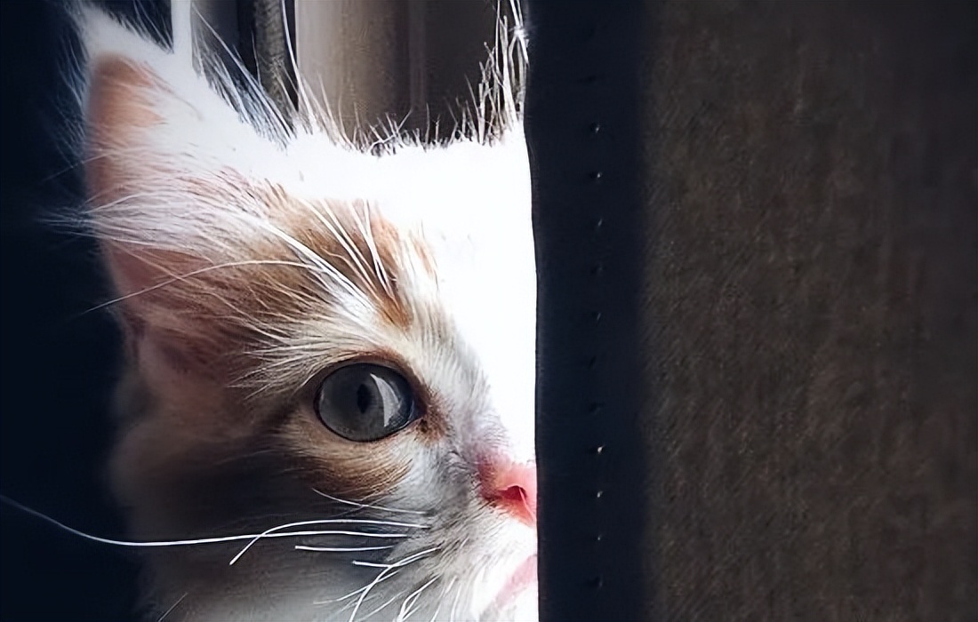 我家猫咪得了猫癣,猫咪胡子用手一拽掉了没事吧