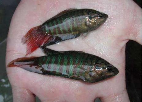 几种最常见的小杂鱼简介,常见的20种小杂鱼