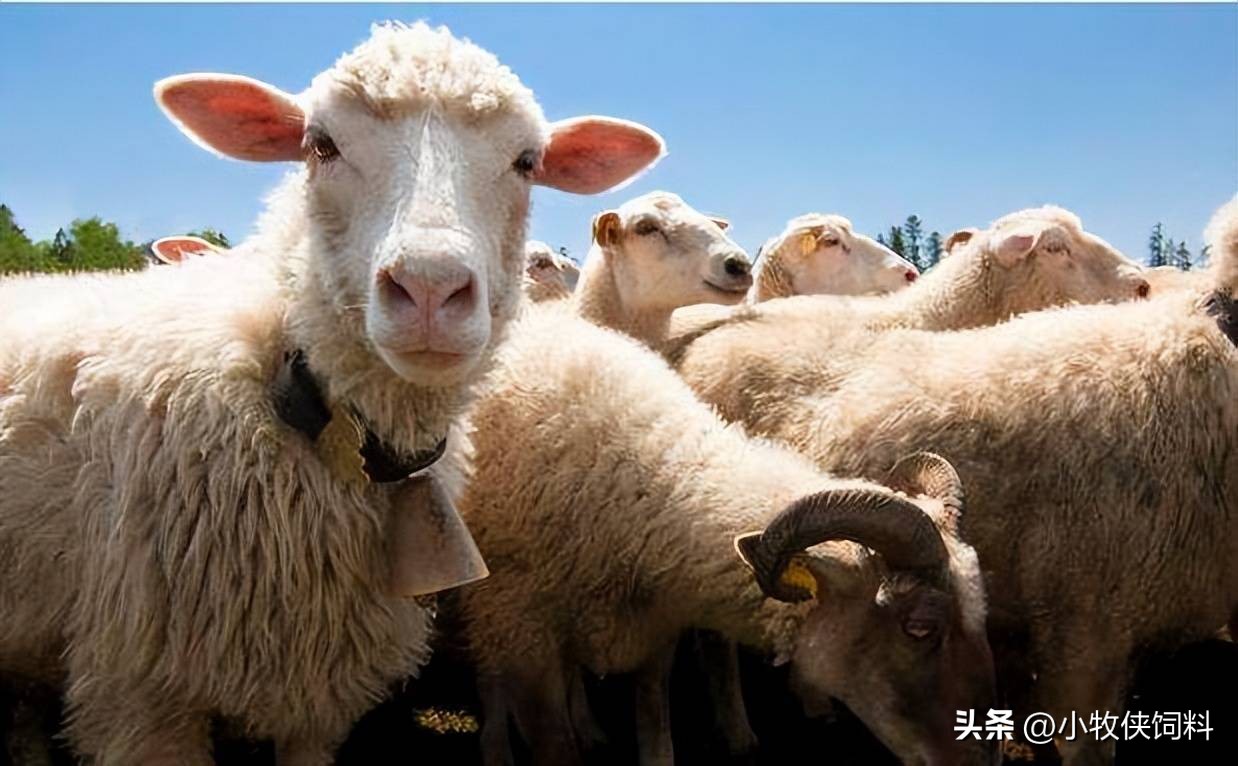 羊嘴巴溃烂有蛆怎么办,羊嘴巴溃烂喂什么药