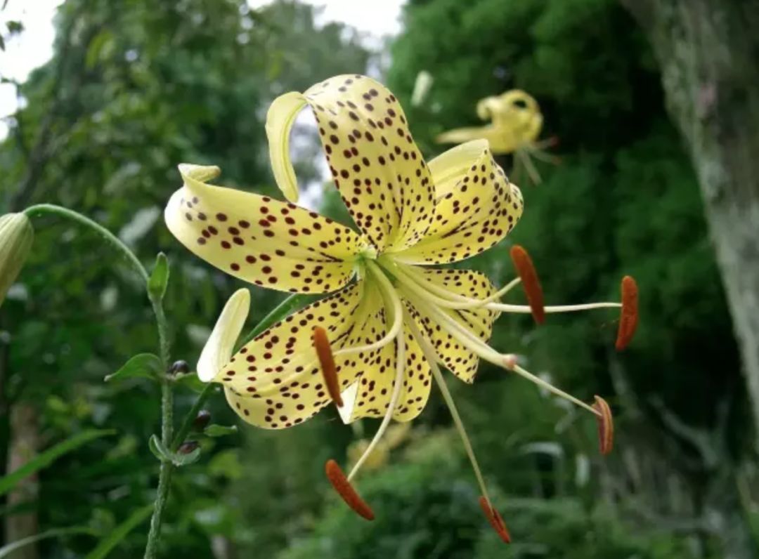 可以入药的百合品种,百合种类名称及图片及花语
