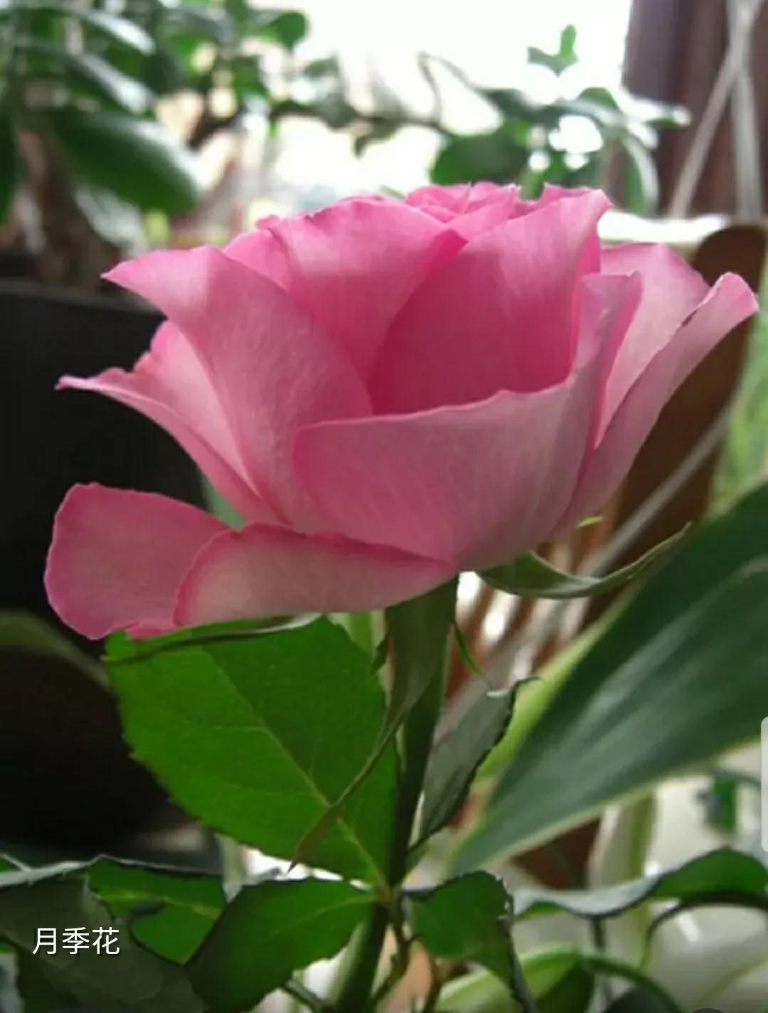 月季玫瑰蔷薇三姐妹的区别,月季蔷薇和玫瑰哪个更好看