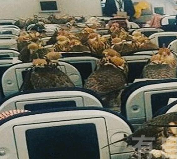 世界最奢侈的宠物狗,迪拜土豪的宠物鹰猎