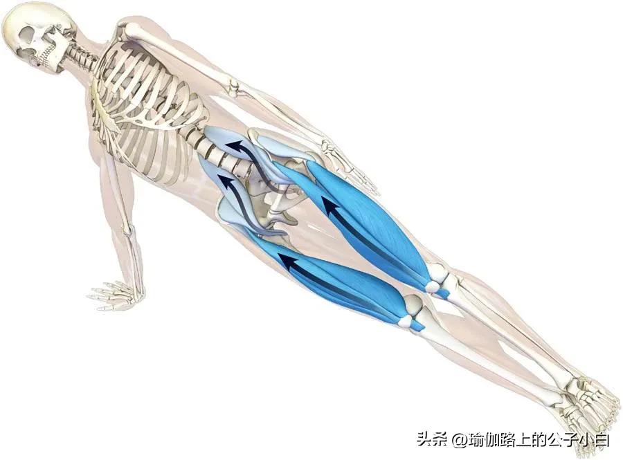 瑜伽解剖体式正位发力图,瑜伽侧板式体式