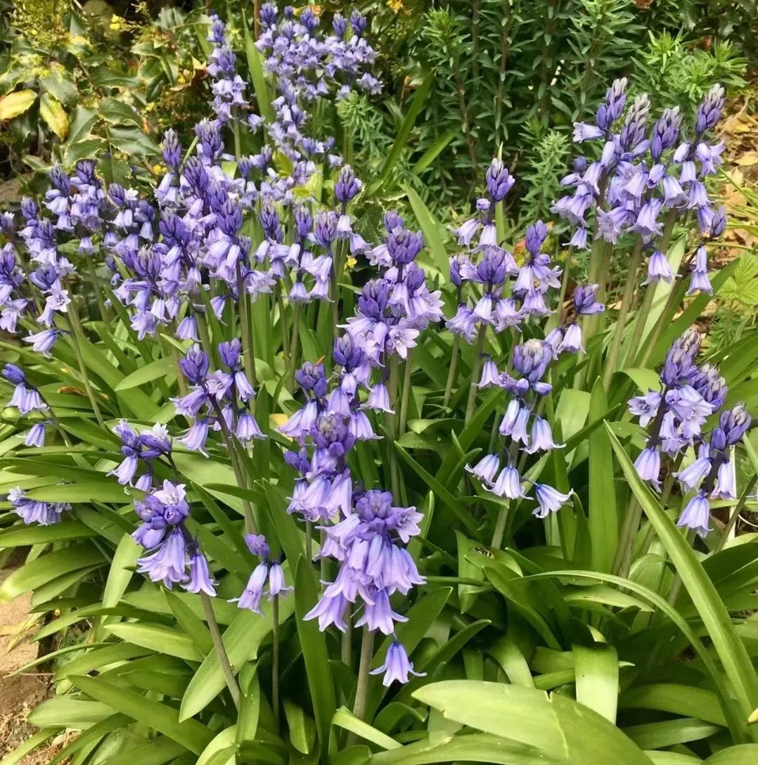 30款经典蓝紫色开花植物!别拉我,就让我坠入这梦幻的漩涡