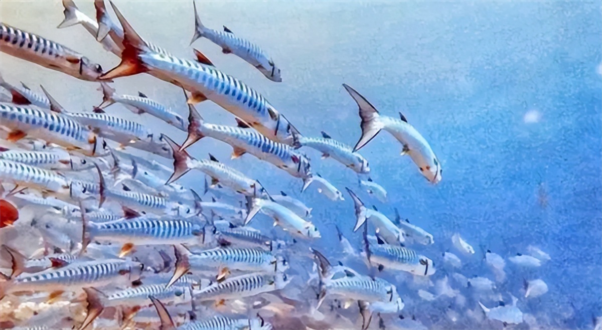 我国陆地最大的南海岛礁,走进我国南海重大岛礁