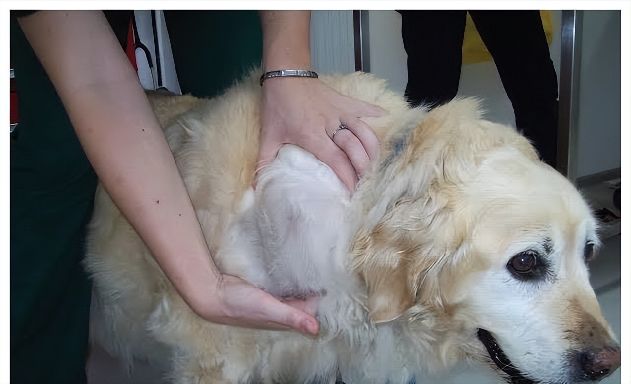 怎么判断狗狗肿瘤是恶性还是良性,狗狗肿瘤手术后吃什么食物比较好