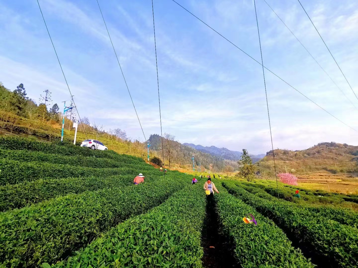 带动乡村振兴的能人回乡,乡村振兴助力人才返乡