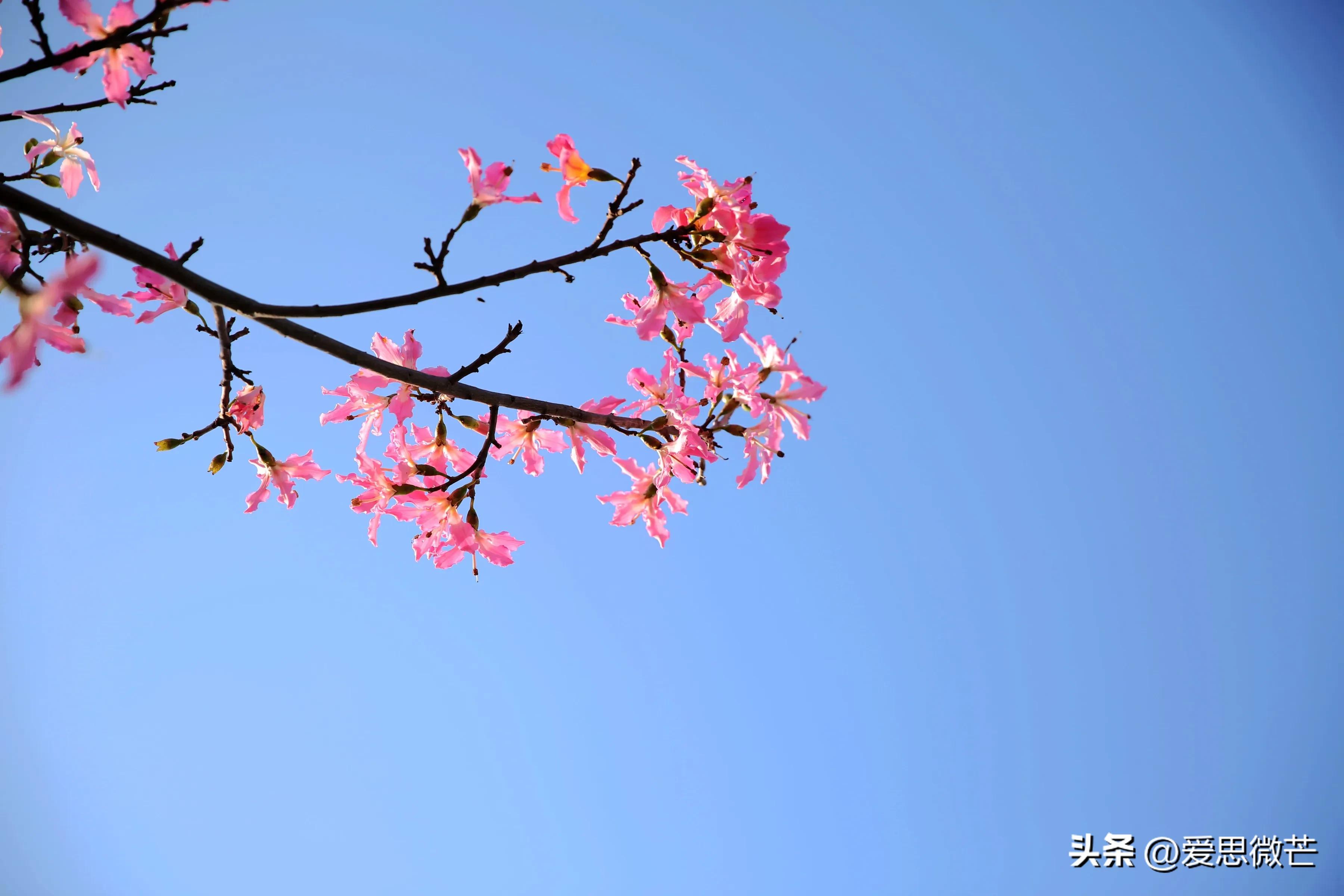 广州异木棉观赏地点,异木棉广州拍照