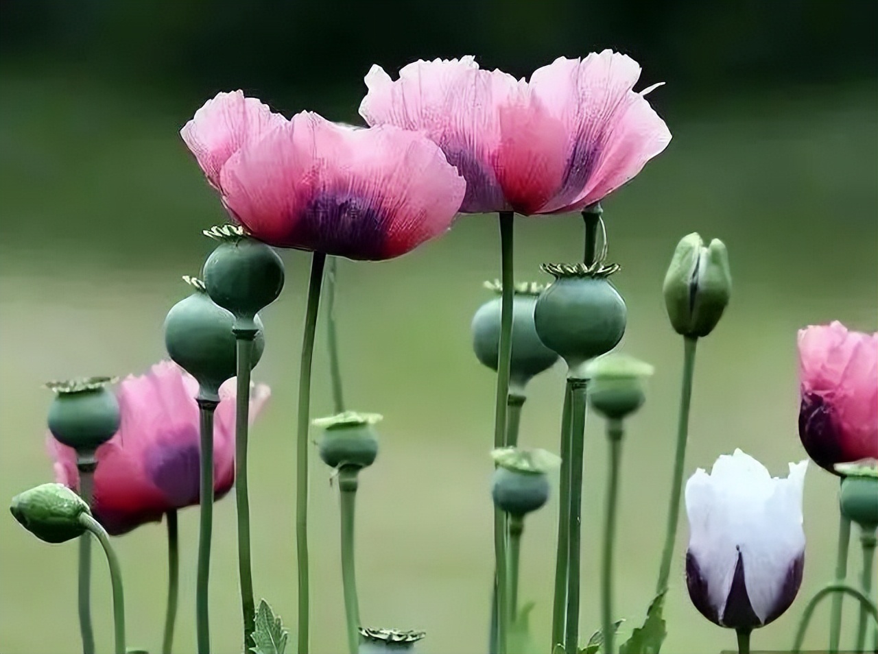 别挖了,春季野菜不要随便挖这些野菜有毒