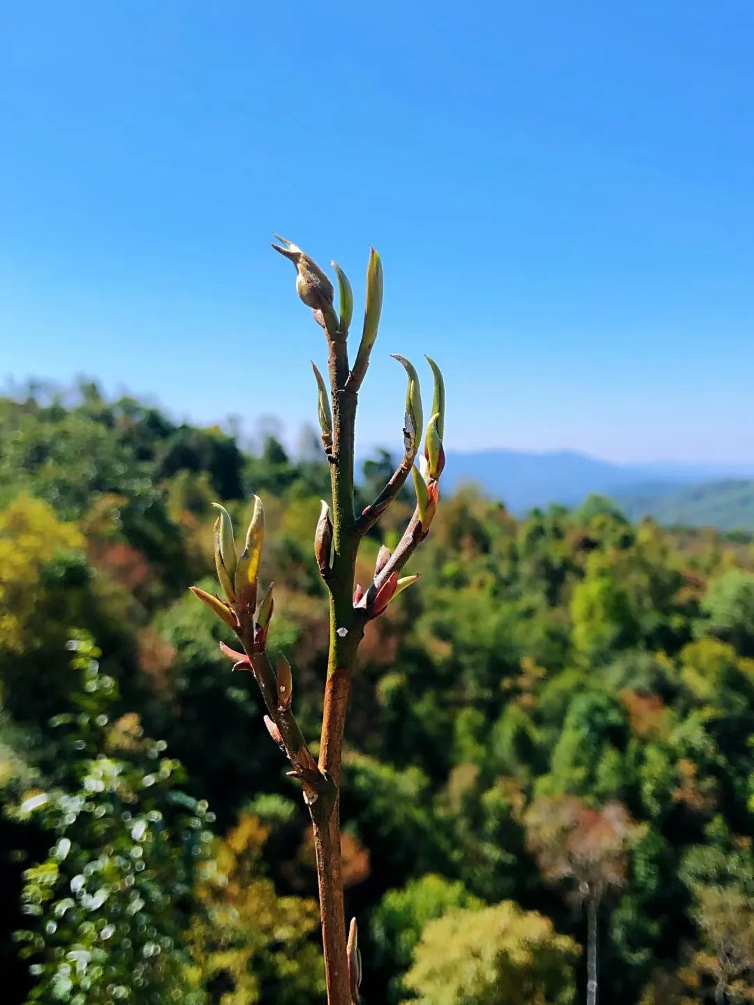 保塘古树茶好喝吗,芒景古树茶好喝吗