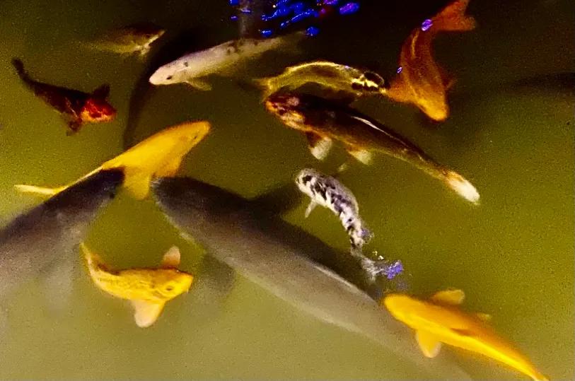 我爱我家我爱祖国诗歌,我爱我家我爱我的祖国