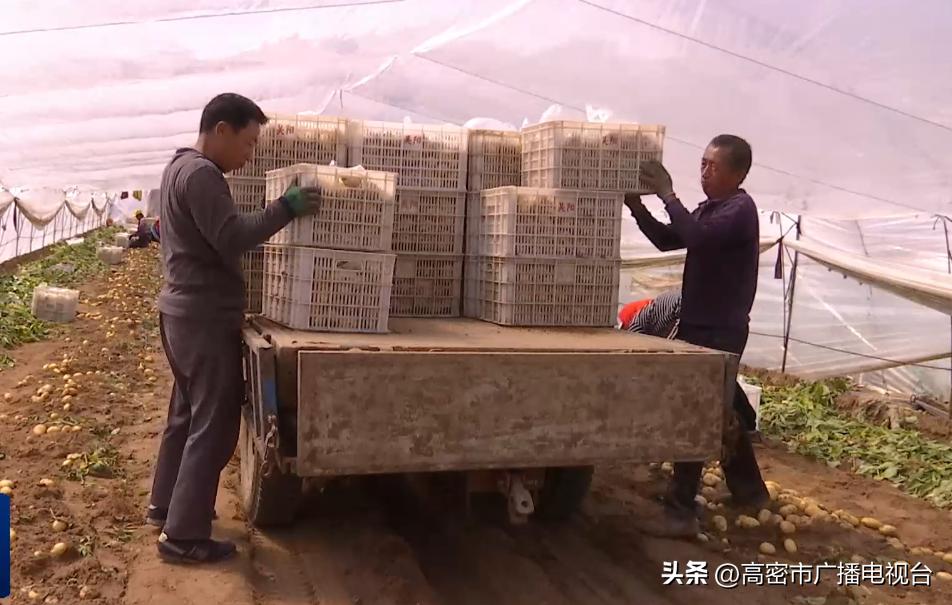 高密胶河土豆种植,高密秋土豆什么时候收获